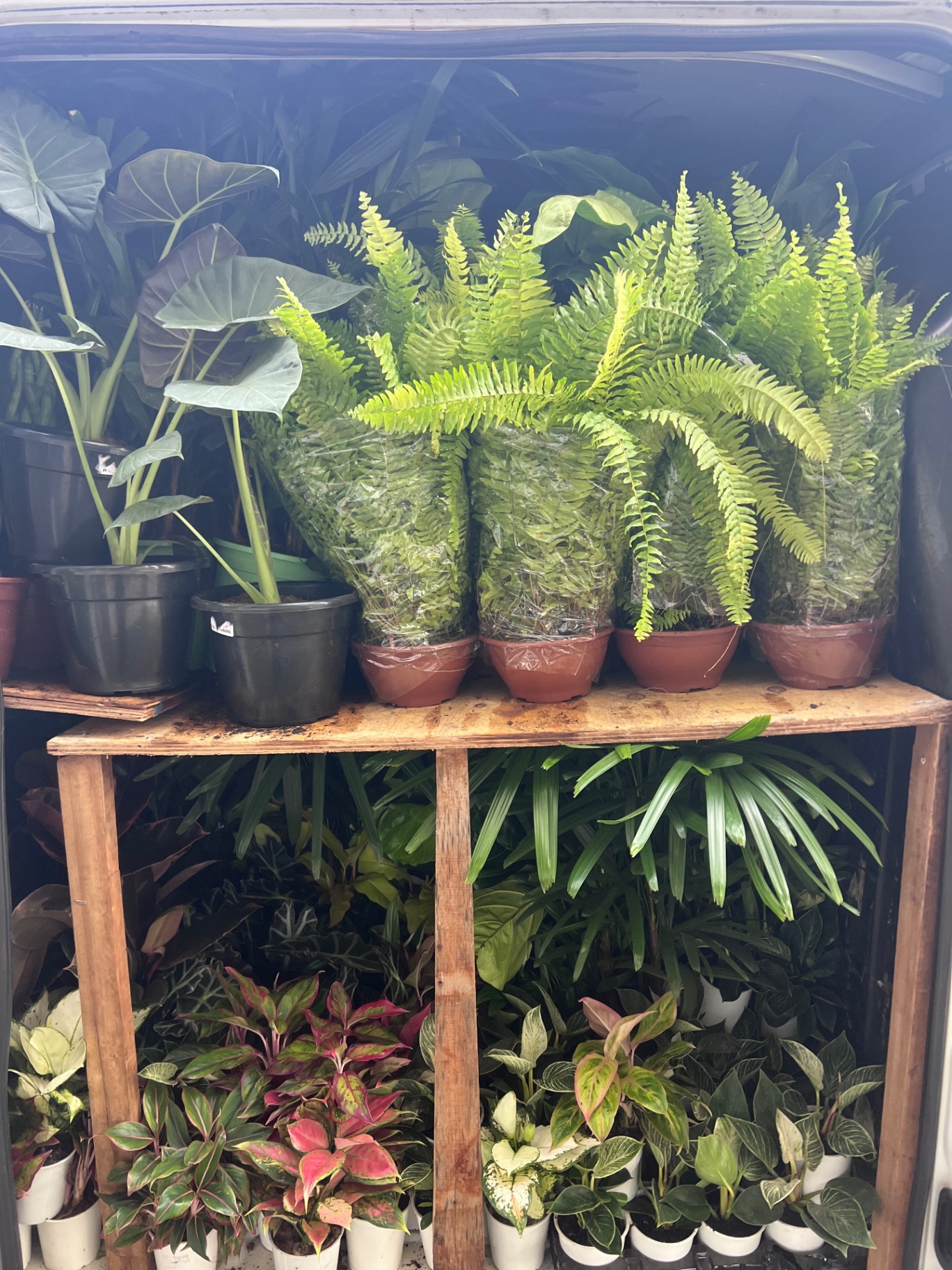 Estantes con plantas ornamentales de Cultivar Argentina